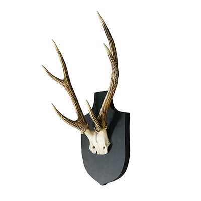 Antique Black Forest Sika Deer Trophy on Wooden Plaque  - Germany ca. 1900s.