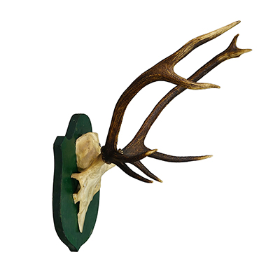 Antique Large Roe Deer Trophy on Wooden Plaque Germany ca.1900.