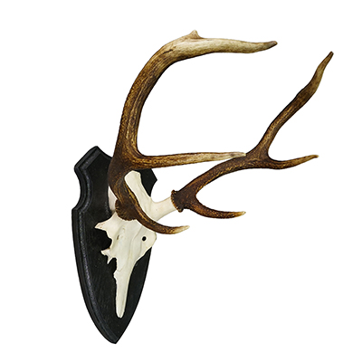 Large Roe Deer Trophy on Turned Plaque Germany ca.1940.