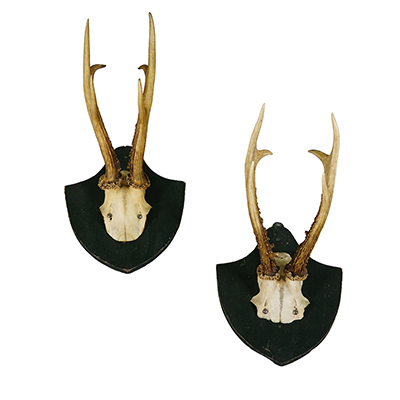 Antique Set of Two Roe Deer Trophies on Wooden Plaques Salem Germany ca.1850s.