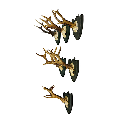 Set of Six Roe Deer Trophies on Wooden Plaques Salem Germany ca.1860.