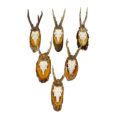 Set of Six Roe Deer Trophies on Wooden Slices Germany ca. 1960s.