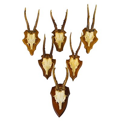 Vintage Set of Six Roe Deer Trophies on Wooden Plaques Germany ca.1960s.
