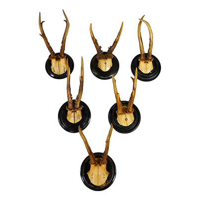 Set of Six Roe Deer Trophies on Turned Plaques Germany ca. 1900s.