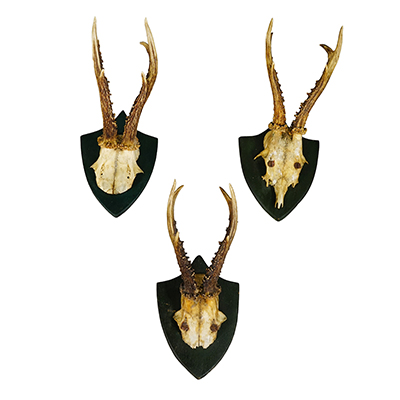 Set of Three Roe Deer Trophies on Wooden Plaques Black Forest Germany ca.1920s.