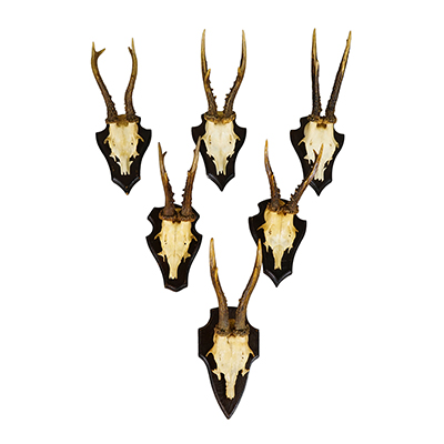 Vintage Set of Six Roe Deer Trophies on Wooden Plaques Germany ca.1960/70s.