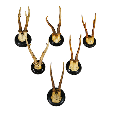 Set of Six Roe Deer Trophies on Turned Plaques Germany ca. 1900s.