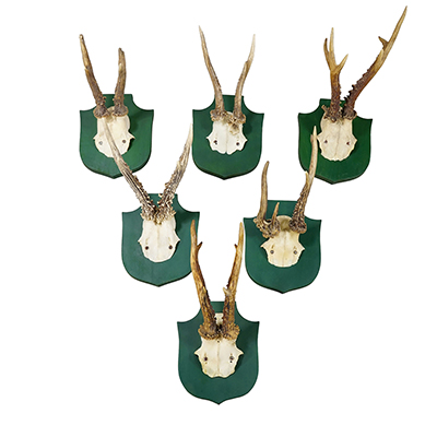 Vintage Set of Six Roe Deer Trophies on Green Wooden Plaques Germany ca.1950s.
