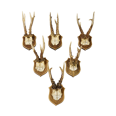 Set of Six Antique Roe Deer Trophies on Wooden Shields, Germany 1896/1897.
