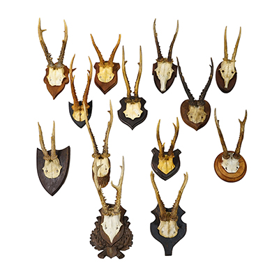 Set of Thirteen Roe Deer Trophies on Wooden Plaques Germany ca.1900-1930s.