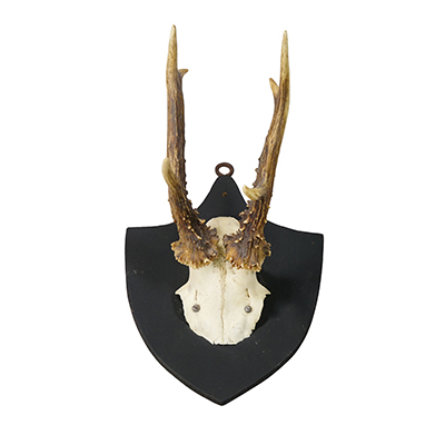 Antique Red Deer Trophy on Wooden Plaque, Black Forest Germany, 1878.