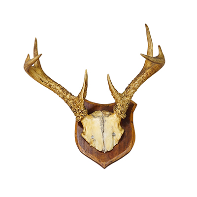 White-Tailed Deer Trophy on Wooden Shield, Black Forest Germany, ca. 1950s.
