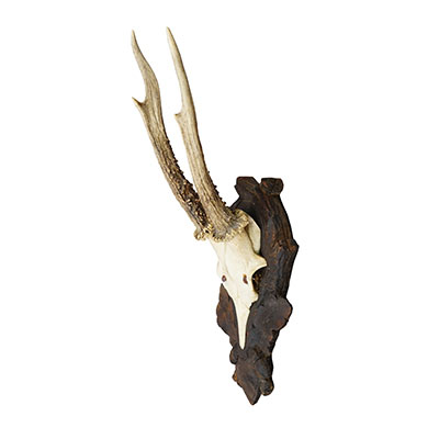 Black Forest Antique Red Deer Trophy on Carved Plaque Germany 1930s.