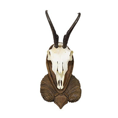 Vintage Black Forest Chamois Trophy on Wooden Plaque, Germany 1950s.