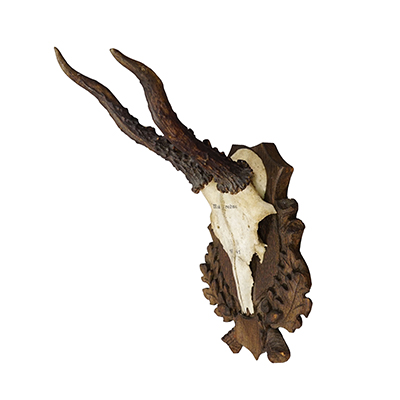 Vintage Black Forest Red Deer Trophy on Carved Plaque, Germany 1941.