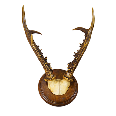 Antique Red Deer AntlerTrophy on Carved Plaque, Germany 1930s.