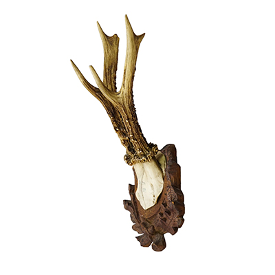 Antique Black Forest Red Deer Trophy on Carved Plaque, Germany 1929.